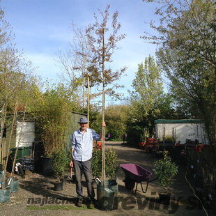 Amelanchier Lamarcki na kmienku 180/200 cm obvod kmienka 8/10 cm v črepníku Amelanchier Lamarckii