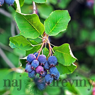 Amelanchier Martin (Muchovník), výška 50/70 cm, v črepníku Amelanchier alnifolia Martin