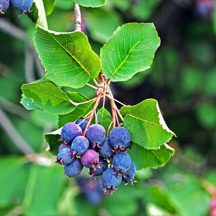 Amelanchier Martin (Muchovník), výška 50/70 cm, v črepníku Amelanchier alnifolia Martin