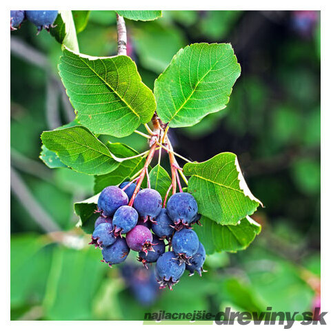 Amelanchier Martin (Muchovník), výška 50/70 cm, v črepníku Amelanchier alnifolia Martin