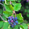 Amelanchier Martin (Muchovník), výška 50/70 cm, v črepníku Amelanchier alnifolia Martin