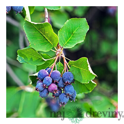 Amelanchier Martin (Muchovník), výška 50/70 cm, v črepníku Amelanchier alnifolia Martin