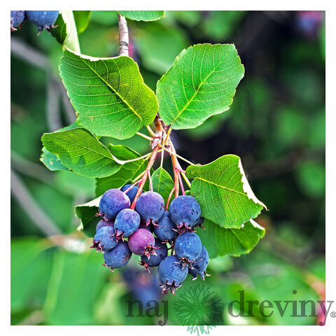 Amelanchier Martin (Muchovník), výška 50/70 cm, v črepníku Amelanchier alnifolia Martin