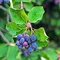 Amelanchier Martin (Muchovník) , výška 90/110 cm, v črepníku Amelanchier alnifolia Martin