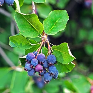 Amelanchier Martin (Muchovník) , výška 90/110 cm, v črepníku Amelanchier alnifolia Martin