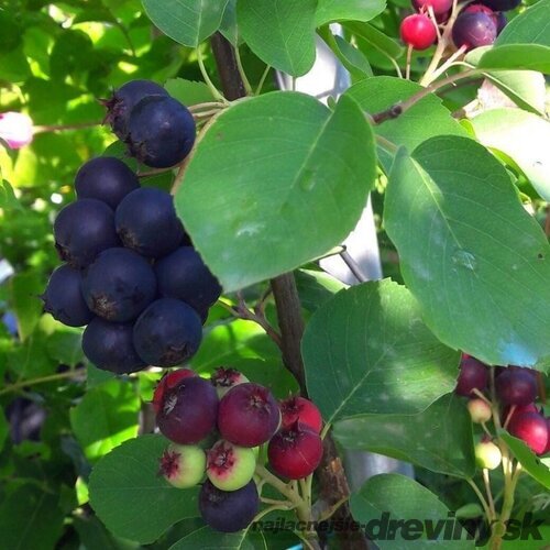 Amelanchier (muchovník) jelšolistý Honeywood, výška 80/120 cm, v črepníku 2,5l Amelanchier alnifolia Honeywood
