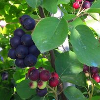 Amelanchier (muchovník) jelšolistý Honeywood, výška 80/120 cm, v črepníku 2,5l Amelanchier alnifolia Honeywood