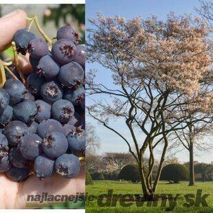 Amelanchier (muchovník) jelšolistý Thiessen, výška 30/40 cm, v črepníku 1,5l Amelanchier alnifolia 