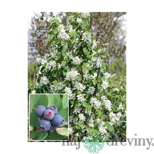 Amelanchier obelisk (Muchovník) už rodiaci 100/120 cm, v črepníku Amelanchier alnifolia Obelisk