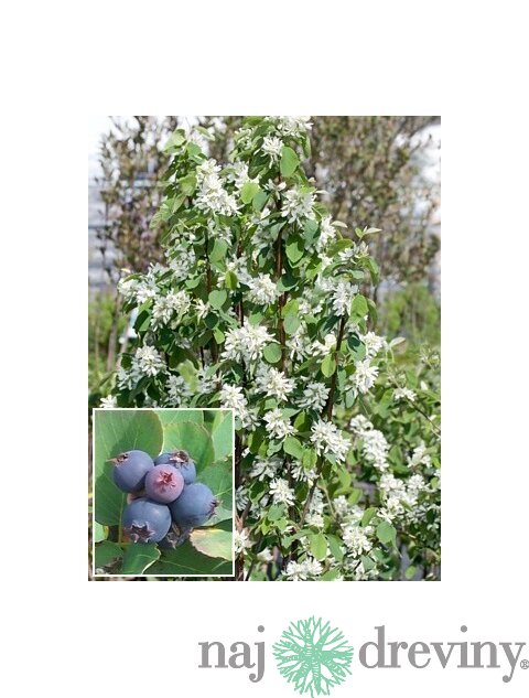 Amelanchier obelisk (Muchovník) už rodiaci 100/120 cm, v črepníku Amelanchier alnifolia Obelisk