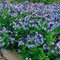 Amsónia Blue Ice, výška 10/15 cm, v črepníku P9 Amsonia Blue Ice