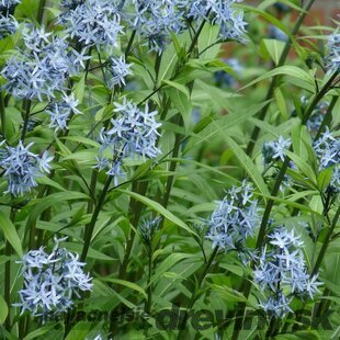 Amsónia modrá hviezda, v črepníku P9, 10/15 cm Amsonia tabernaemontana