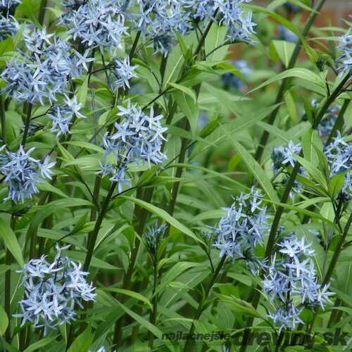 Amsónia modrá hviezda, v črepníku P9, 10/15 cm Amsonia tabernaemontana