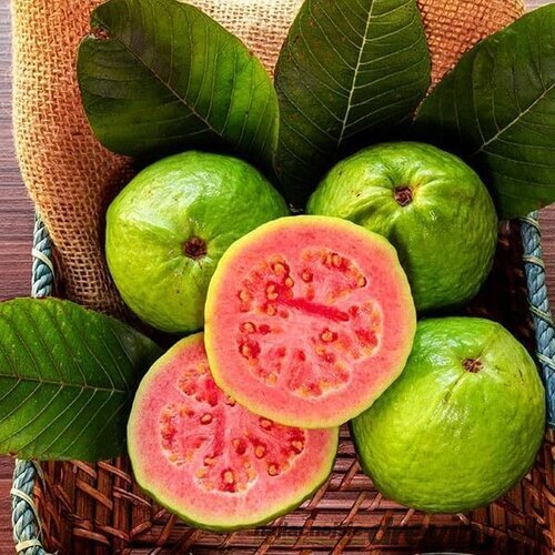 Ananásová guava-aka jedlá 40/60 cm v črepníku 3l Feijoa sellowiana-Acca