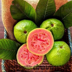 Ananásová guava-aka jedlá, Mushroom-multikmeň 150/200 cm v črepníku 50l 9 Feijoa sellowiana-Acca
