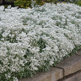 Anaphalis strieborný, výška 10/15cm, v črepníku 2l Anaphalis triplinervis Sommerschnee