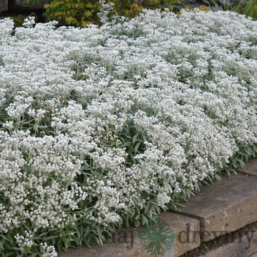 Anaphalis strieborný, výška 10/15cm, v črepníku 2l Anaphalis triplinervis Sommerschnee