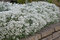Anaphalis strieborný, výška 10/15cm, v črepníku 2l Anaphalis triplinervis Sommerschnee