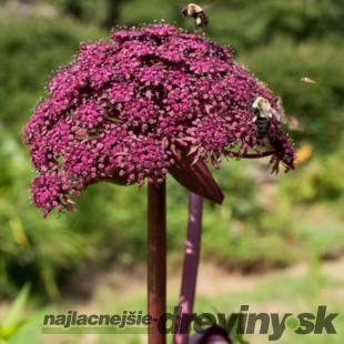 Angelika obrovská, v črepníku P9, 10/15 cm Angelica gigas