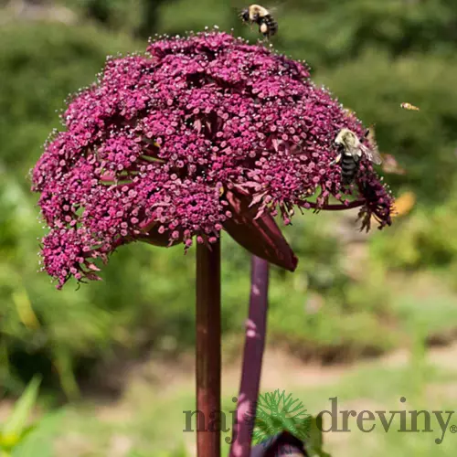 Angelika obrovská, v črepníku P9, 10/15 cm Angelica gigas