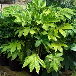 Arália Japonská, výška 60/90cm, v črepníku 18L Fatsia japonica