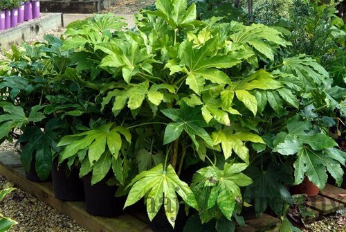 Arália Japonská, výška 60/90cm, v črepníku 18L Fatsia japonica