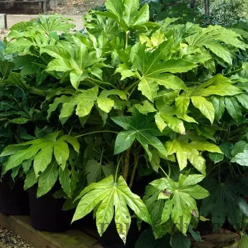 Arália Japonská, výška 60/90cm, v črepníku 18L Fatsia japonica