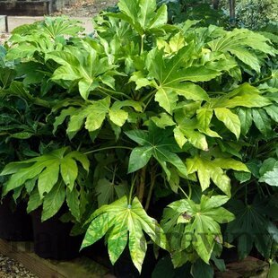 Arália Japonská, výška 60/90cm, v črepníku 18L Fatsia japonica