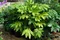 Arália Japonská, výška 60/90cm, v črepníku 18L Fatsia japonica