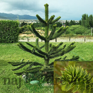 Araukária andská 10/20 cm, v črepníku Araucaria araucana