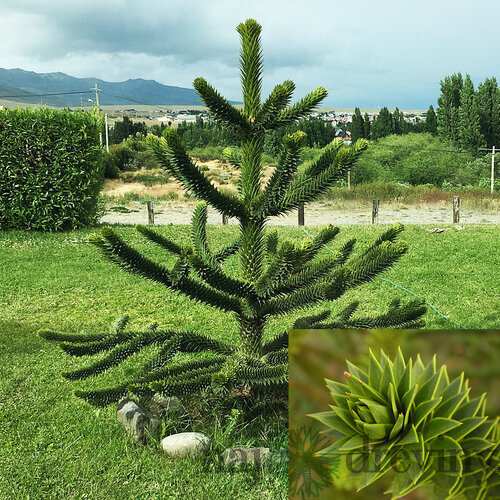 Araukária andská 20/30 cm, v črepníku Araucaria araucana