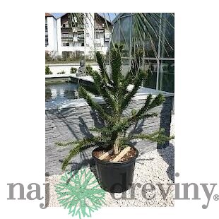 Araukária andská 50/60 cm, v črepníku Araucaria araucana