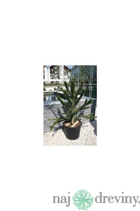 Araukária andská 50/60 cm, v črepníku Araucaria araucana