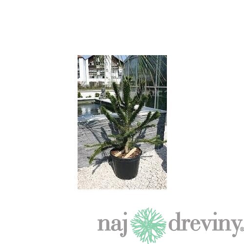 Araukária andská 50/60 cm, v črepníku Araucaria araucana