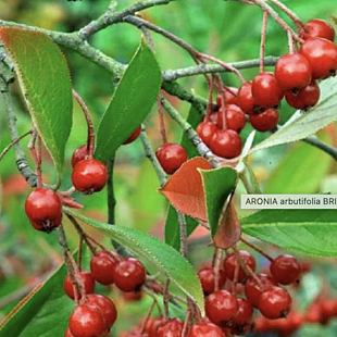 Arónia čiernoplodá Brilliant – Zdravie z prírody priamo na váš stôl 30/60 cm , v črepníku 2/3l Aronia arbutifolia ‘Brilliant‘