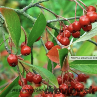 Arónia čiernoplodá Brilliant – Zdravie z prírody priamo na váš stôl 30/60 cm , v črepníku 2/3l Aronia arbutifolia ‘Brilliant‘