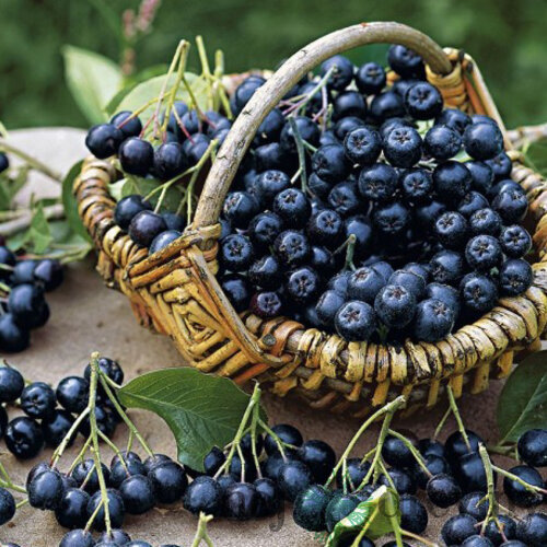 Arónia Nero, v črepníku 3l Aronia melanocarpa Nero
