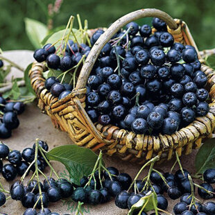 Arónia Nero, v črepníku 3l Aronia melanocarpa Nero