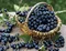 Arónia Nero, v črepníku 3l Aronia melanocarpa Nero
