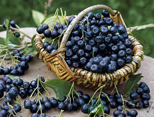 Arónia Nero, v črepníku 3l Aronia melanocarpa Nero