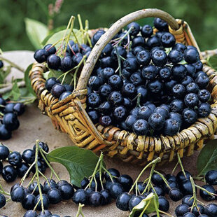 Arónia Nero, v črepníku 3l Aronia melanocarpa Nero