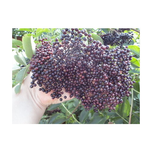 Arónia štepená stromčeková na kmienku 100/120 cm, 3 ročná /bohatá úrodnosť/, v črepníku 5l Aronia Melanocarpa