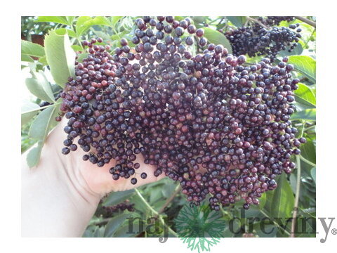 Arónia štepená stromčeková na kmienku 100/120 cm, 3 ročná /bohatá úrodnosť/, v črepníku 5l Aronia Melanocarpa