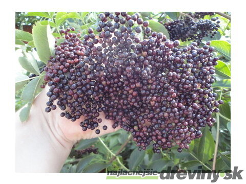 Arónia štepená stromčeková na kmienku 100/120 cm, 3 ročná /bohatá úrodnosť/, v črepníku 5l Aronia Melanocarpa