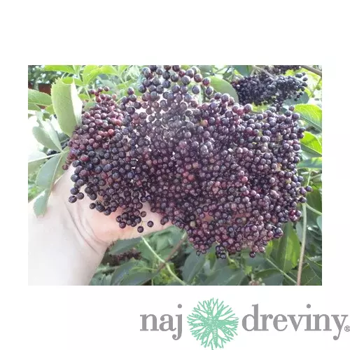 Arónia štepená stromčeková na kmienku 100/120 cm, 3 ročná /bohatá úrodnosť/, v črepníku 5l Aronia Melanocarpa