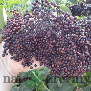 Arónia štepená stromčeková na kmienku 100/120 cm, 3 ročná /bohatá úrodnosť/, v črepníku 5l Aronia Melanocarpa