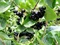 Arónia Viking v črepníku Aronia prunifolia Viking