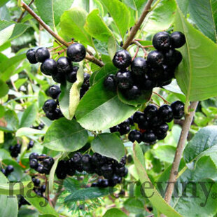 Arónia Viking v črepníku Aronia prunifolia Viking