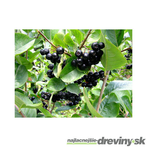 Arónia Viking v črepníku Aronia prunifolia Viking