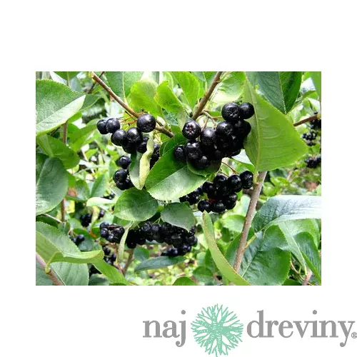 Arónia Viking v črepníku Aronia prunifolia Viking